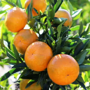 Ripe Citrus Mandarin 'Imperial' 8" Pot hanging on a tree branch with sunlight filtering through the leaves.