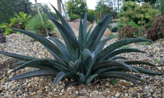 angave 'Pineapple Express' @ Hello Hello Plants