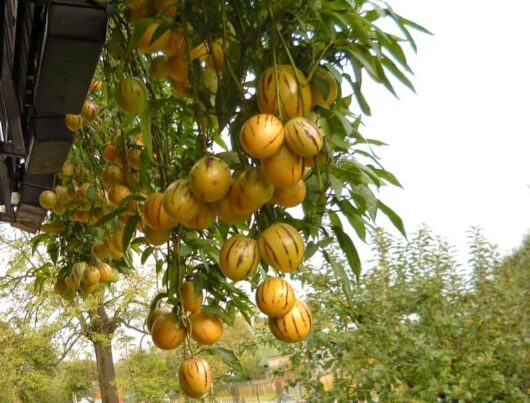 Solanum 'Pepino Gold' @ Hello Hello Plants