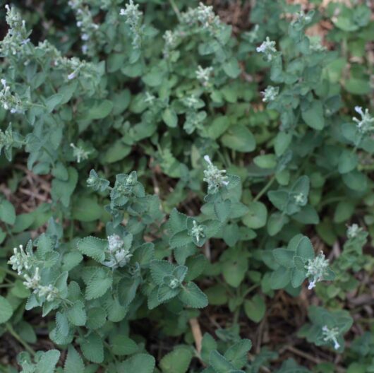 Catmint White @ Hello Hello Plants