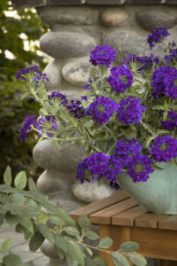 Verbena 'Deep Purple' @ Hello Hello Plants