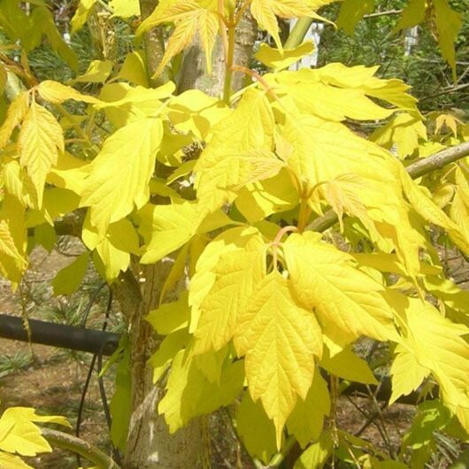 Young Acer 'Kelly's Gold' maple tree with vibrant yellow leaves in sunlight. 

Replace with: Acer 'Kelly's Gold' Maple 12" Pot (Eco Grade)