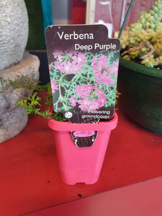 A pink Verbena 'Deep Purple' 3" Pot holding Verbena 'Deep Purple' plants, with an informational tag displaying the plant name and type against a green background.