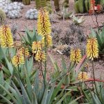 Aloe 'Southern Cross' @ Hello Hello Plants