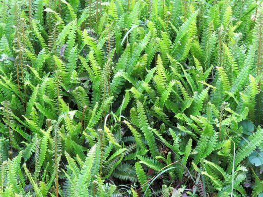 A dense cluster of vibrant green Blechnum 'Alpine Water Fern' 6" Pots with intricate leaf patterns growing in a natural setting.