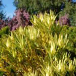 Leucadendron 'Inca Gold' @ Hello Hello Plants