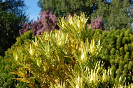 Leucadendron 'Inca Gold' @ Hello Hello Plants