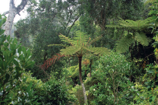 Lush greenery with a prominent Cyathea 'Norfolk Tree Fern' 7" Pot in a misty forest setting.