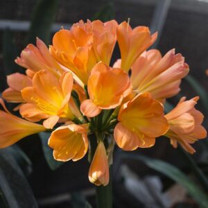 Clivia 'Apricot' @ Hello Hello Plants