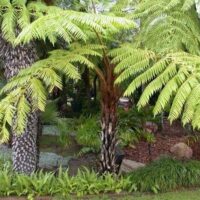 Norfolk Tree Fern @ Hello Hello Plants