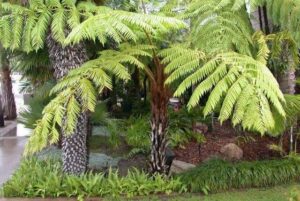 Norfolk Tree Fern @ Hello Hello Plants