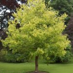 Acer Maple ‘Kelly’s Gold’ @ Hello Hello Plants