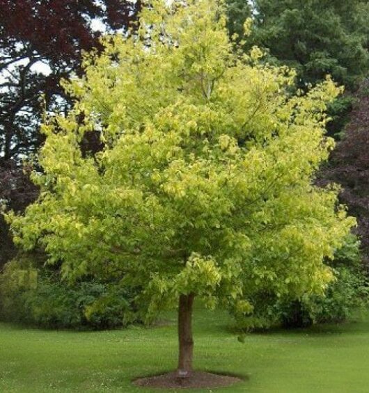 Acer Maple ‘Kelly’s Gold’ @ Hello Hello Plants