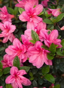 Pink Azalea 'Encore Autumn Empress™' 7" Pot flowers in bloom with green foliage.
