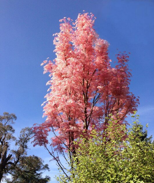 Chinese Toon Tree