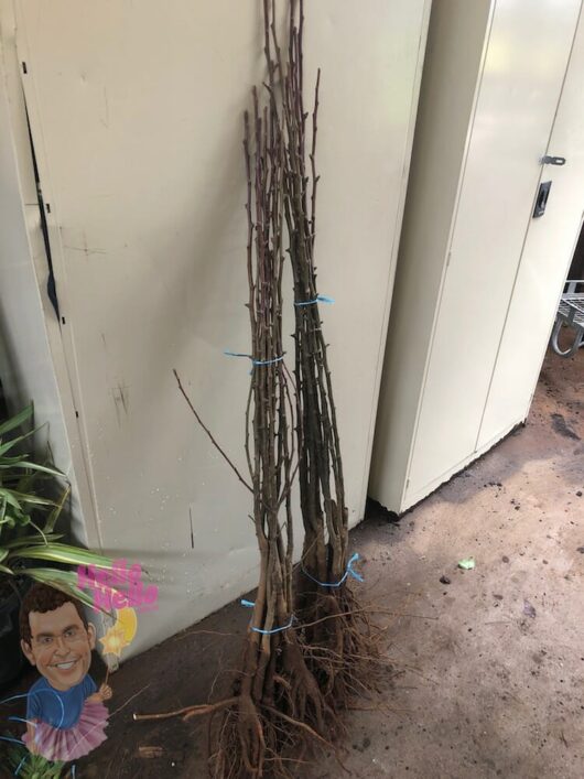 3ft Cleveland Select Ornamental Pear Bare Rooted @ Hello Hello Plants