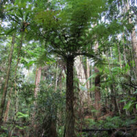 Rough Tree Fern @ Hello Hello Plants