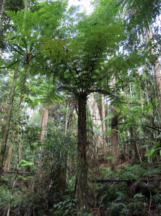 Rough Tree Fern @ Hello Hello Plants