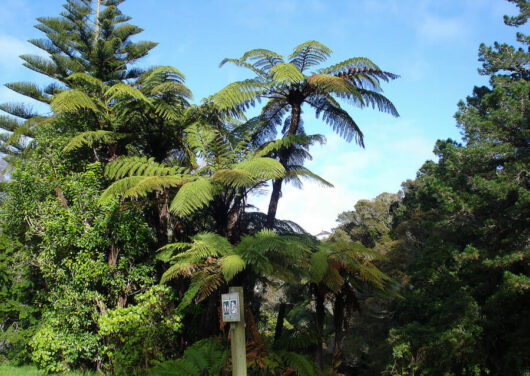 Black Tree Fern @ Hello Hello Plants