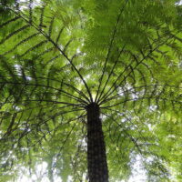 Rough Tree Fern @ Hello Hello Plants