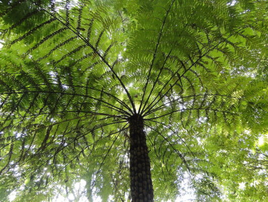 Rough Tree Fern @ Hello Hello Plants