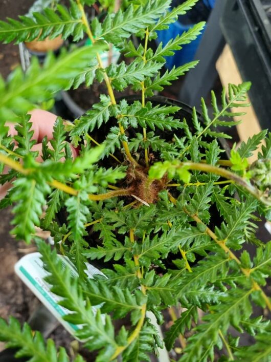 Dicksonia 'Soft Tree' Fern 6" Pot