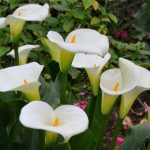 Aethiopica 'Arum lily' @ Hello Hello Plants