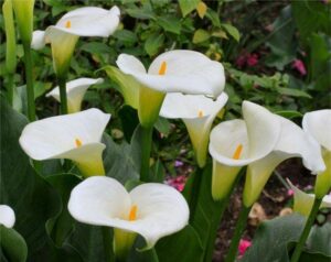 Aethiopica 'Arum lily' @ Hello Hello Plants