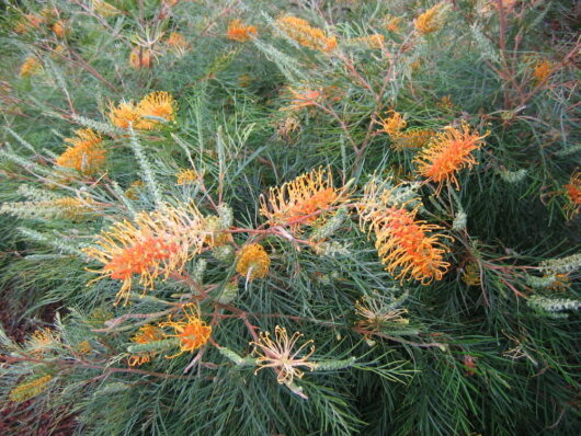 Grevillea 'Honey Gem' @ Hello Hello Plants