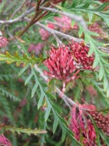 Grevillea 'Toothbrush' @ Hello Hello Plants