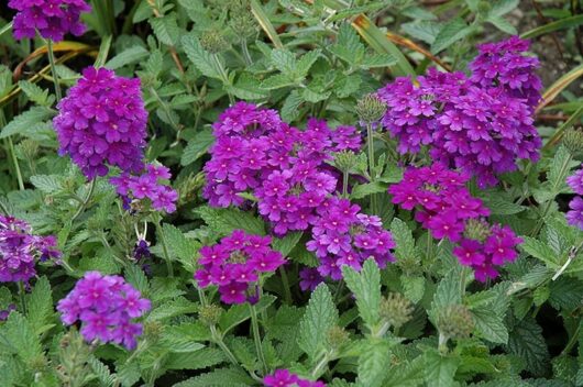 Verbena deep purple