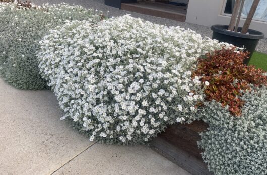Cerastium 'Snow in Summer' 3" Pot