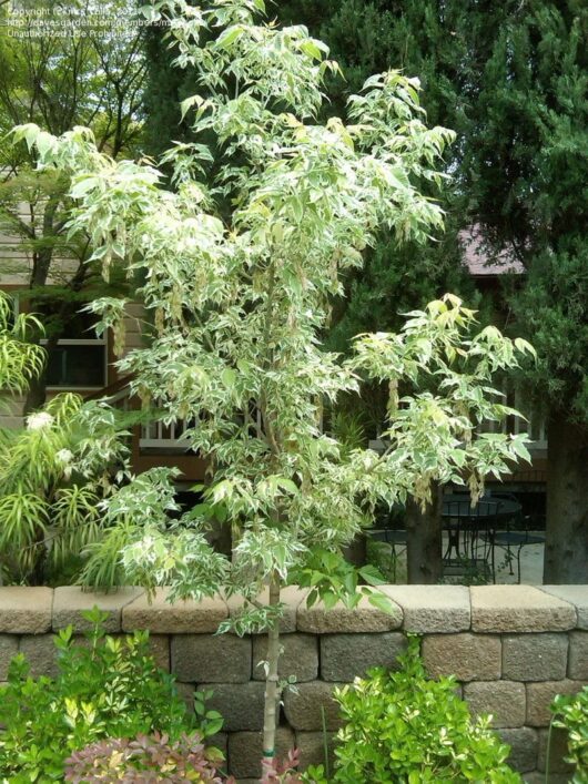 Acer 'Pink Flamingo' Japanese Maple 8" Pot