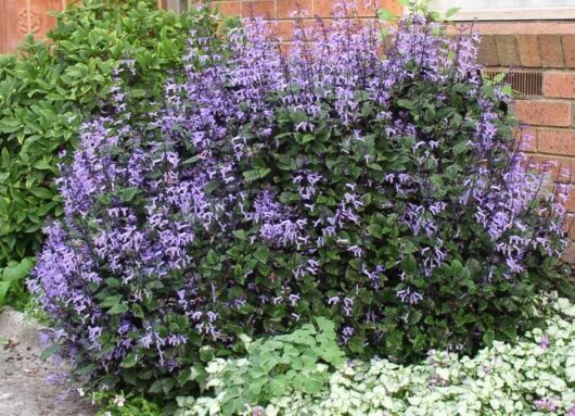 A lush Plectranthus 'Mona Lavender' 6" Pot bush with purple blooms next to a brick wall.