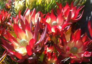 Leucadendron 'Red Devil' @ Hello Hello Plants