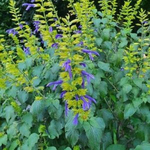 Salvia 'Limelight'