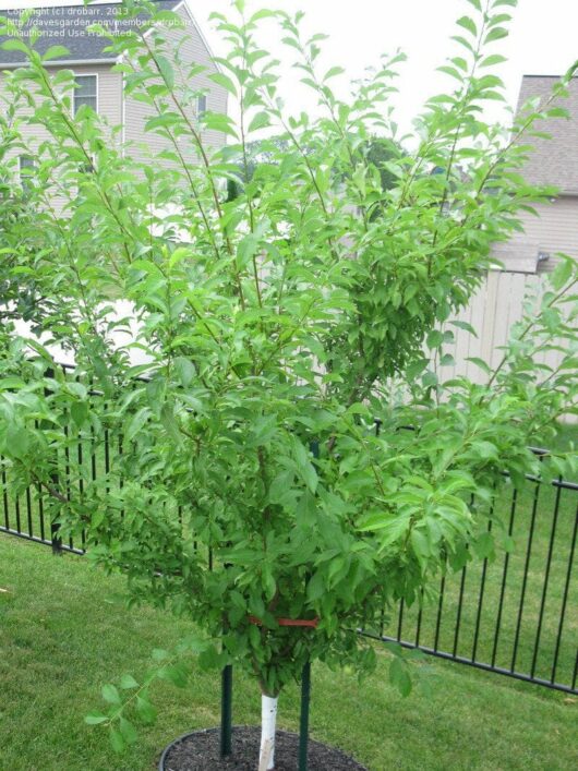 A young Prunus 'Santa Rosa' Plum tree supported by a stake, flourishing with green leaves in a garden with a metal fence and houses in the background.