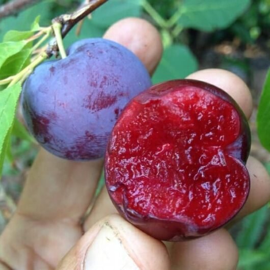 A person's hand holding a ripe, whole Prunus 'Santa Rosa' Plum and a cross-section of another, displaying its juicy red interior.