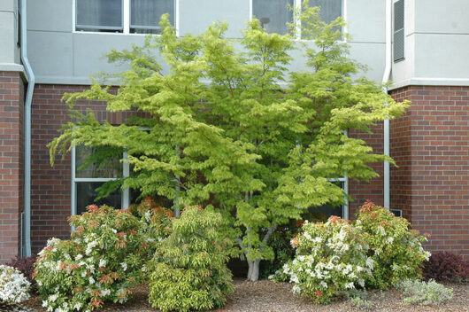 Lush green Acer 'Seiryu' Japanese Maple and flowering shrubs in front of a brick building with gray trim windows.