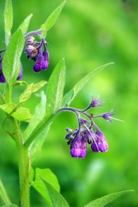 Comfrey 6" Pot