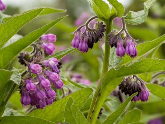 Comfrey @ Hello Hello Plants