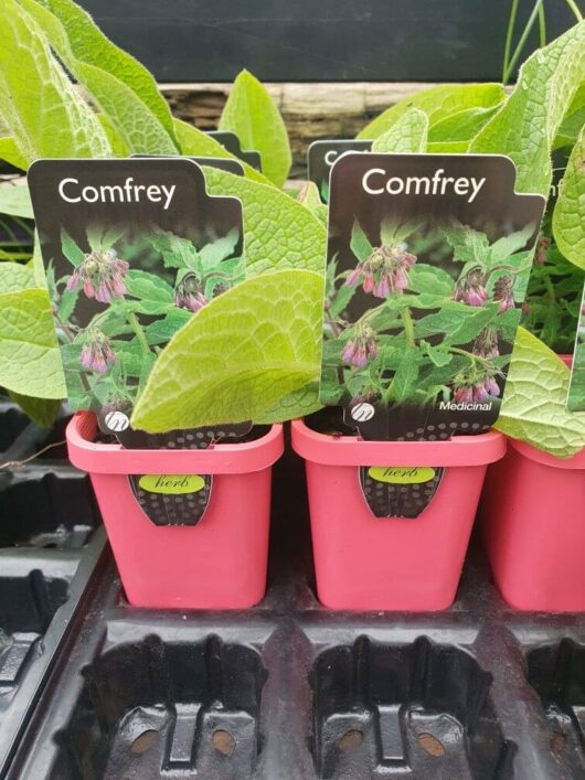 Comfrey 3" Pot plants are neatly arranged in a black plastic tray, each proudly labeled.