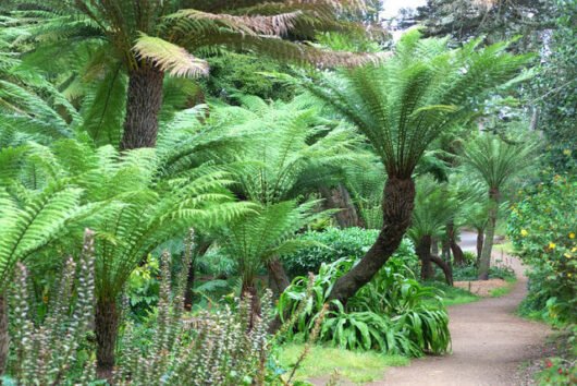 Dicksonia 'Soft Tree Fern' @ Hello Hello Plants