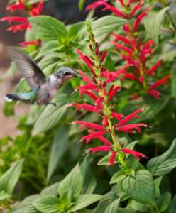 Pineapple Sage @ Hello Hello Plants