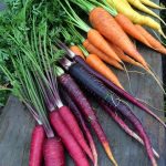 Carrots 'Rainbow Mix' @ Hello Hello Plants