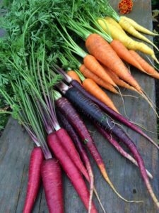Carrots 'Rainbow Mix' @ Hello Hello Plants
