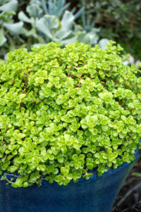 Sedum 'Green Blob' @ Hello Hello Plants