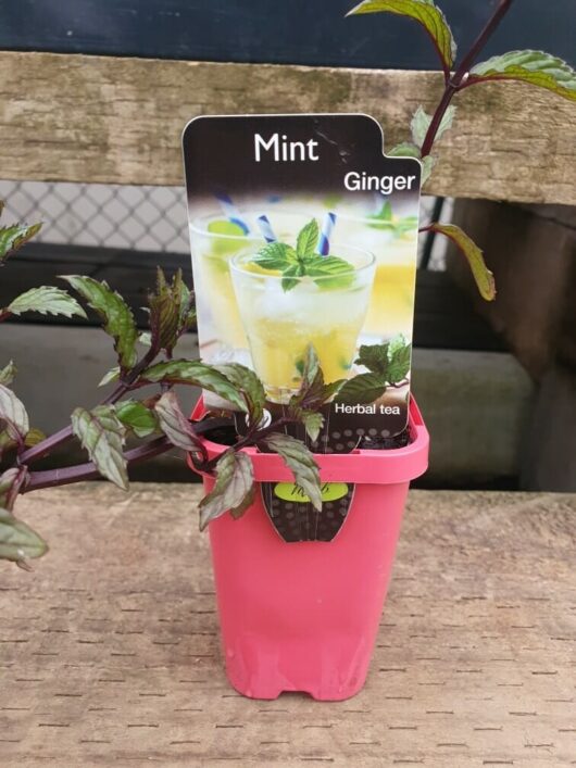 The Mint 'Ginger' 3" Pot features a potted plant containing mint and ginger, complemented by a label showcasing an image of a refreshing mint ginger drink.