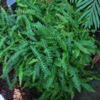 A dense cluster of green Blechnum 'Alpine Water Fern' 6" Pots with intricate leaf patterns, growing in a shadowy garden spot.