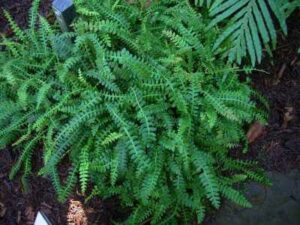 A dense cluster of green Blechnum 'Alpine Water Fern' 6" Pots with intricate leaf patterns, growing in a shadowy garden spot.